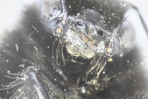 Réf. 335 727 : Bombus lapidarius